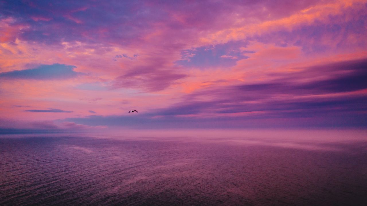 Wallpaper dusk, sea, bird, sky, beautiful