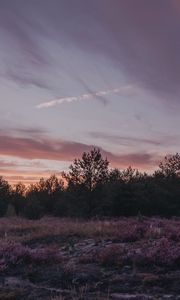 Preview wallpaper dusk, trees, bushes, landscape, evening