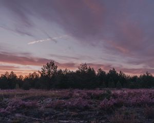 Preview wallpaper dusk, trees, bushes, landscape, evening