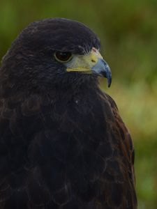 Preview wallpaper dusky hawk, hawk, bird, beak, blur