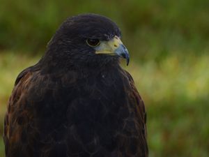 Preview wallpaper dusky hawk, hawk, bird, beak, blur