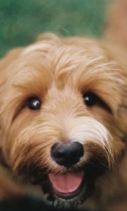 Preview wallpaper dutch smaushond, dog, brown, shaggy, pet