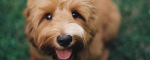 Preview wallpaper dutch smaushond, dog, brown, shaggy, pet