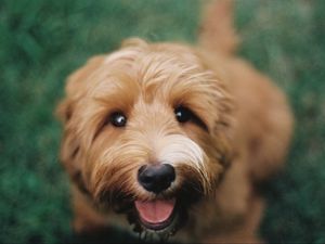 Preview wallpaper dutch smaushond, dog, brown, shaggy, pet