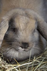 Preview wallpaper dwarf rabbit, rabbit, down, ears, hay