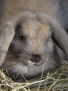 Preview wallpaper dwarf rabbit, rabbit, down, ears, hay