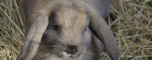 Preview wallpaper dwarf rabbit, rabbit, down, ears, hay