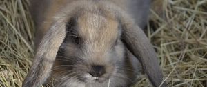 Preview wallpaper dwarf rabbit, rabbit, down, ears, hay