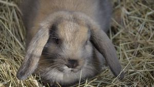 Preview wallpaper dwarf rabbit, rabbit, down, ears, hay