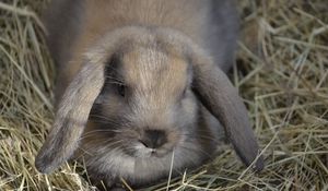 Preview wallpaper dwarf rabbit, rabbit, down, ears, hay