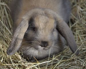 Preview wallpaper dwarf rabbit, rabbit, down, ears, hay