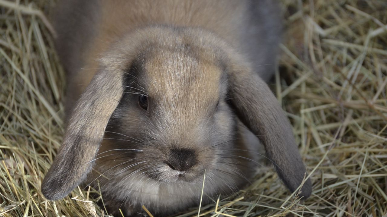 Wallpaper dwarf rabbit, rabbit, down, ears, hay hd, picture, image