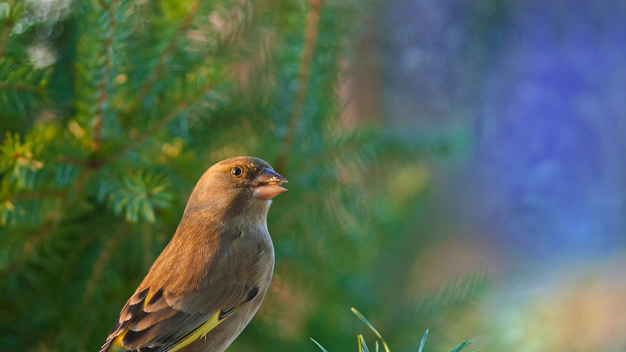 Wallpaper dzwonic zwyczajny, european greenfinch, blur, bird, goldfinch