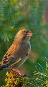 Preview wallpaper dzwonic zwyczajny, european greenfinch, blur, bird, goldfinch