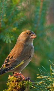 Preview wallpaper dzwonic zwyczajny, european greenfinch, blur, bird, goldfinch