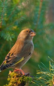 Preview wallpaper dzwonic zwyczajny, european greenfinch, blur, bird, goldfinch