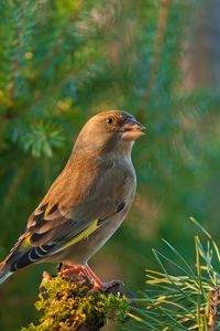 Preview wallpaper dzwonic zwyczajny, european greenfinch, blur, bird, goldfinch