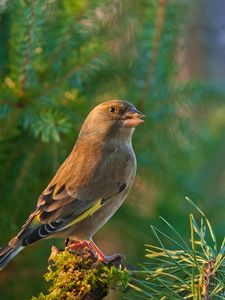 Preview wallpaper dzwonic zwyczajny, european greenfinch, blur, bird, goldfinch