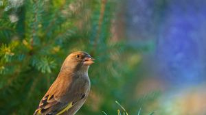 Preview wallpaper dzwonic zwyczajny, european greenfinch, blur, bird, goldfinch