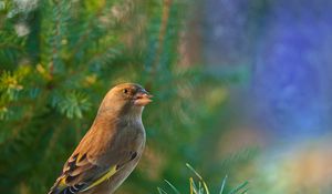 Preview wallpaper dzwonic zwyczajny, european greenfinch, blur, bird, goldfinch