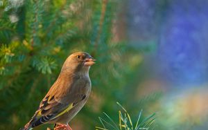 Preview wallpaper dzwonic zwyczajny, european greenfinch, blur, bird, goldfinch