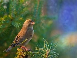 Preview wallpaper dzwonic zwyczajny, european greenfinch, blur, bird, goldfinch