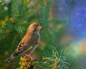 Preview wallpaper dzwonic zwyczajny, european greenfinch, blur, bird, goldfinch