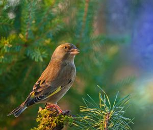 Preview wallpaper dzwonic zwyczajny, european greenfinch, blur, bird, goldfinch