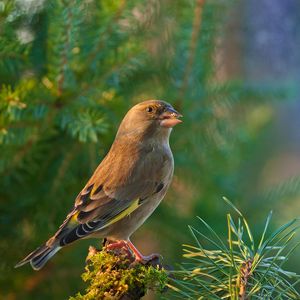 Preview wallpaper dzwonic zwyczajny, european greenfinch, blur, bird, goldfinch