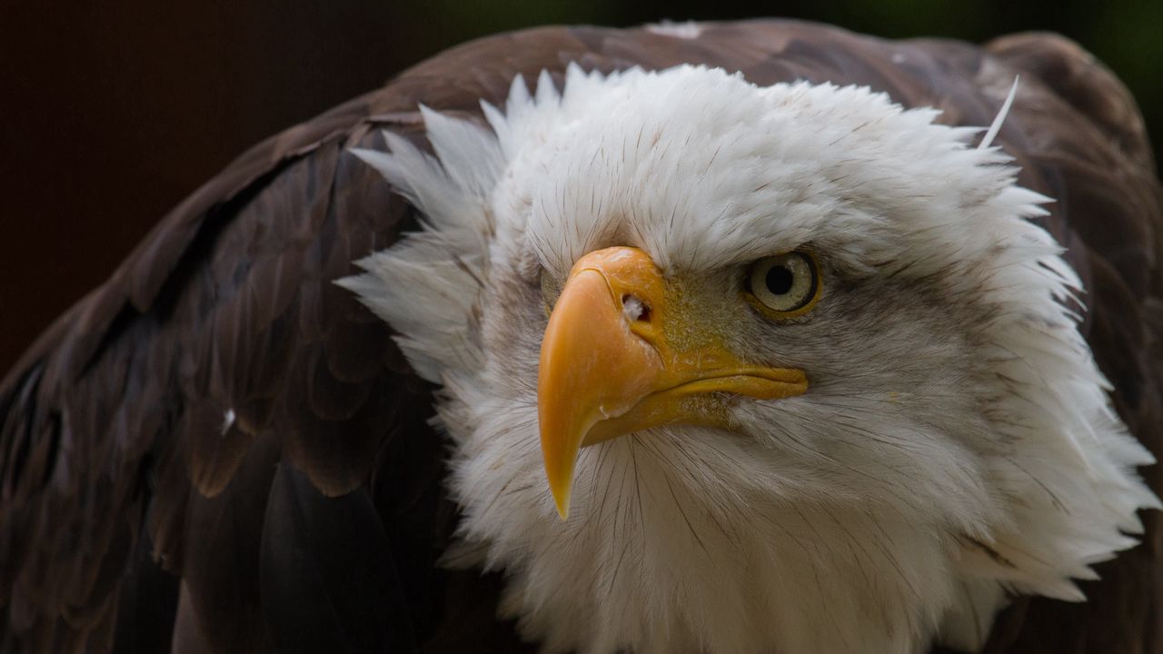 Wallpaper eagle, aggression, beak, feathers, head