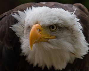 Preview wallpaper eagle, aggression, beak, feathers, head