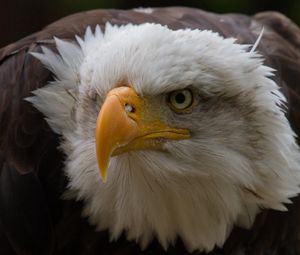 Preview wallpaper eagle, aggression, beak, feathers, head