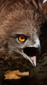 Preview wallpaper eagle, aggression, screaming, bird, predator, feathers, flap
