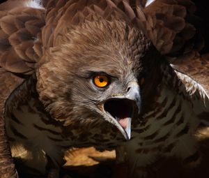Preview wallpaper eagle, aggression, screaming, bird, predator, feathers, flap