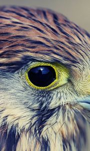 Preview wallpaper eagle, baby, hawk, head, beak, predator