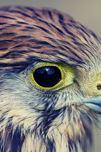 Preview wallpaper eagle, baby, hawk, head, beak, predator