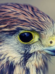 Preview wallpaper eagle, baby, hawk, head, beak, predator