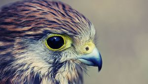 Preview wallpaper eagle, baby, hawk, head, beak, predator