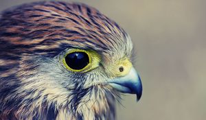 Preview wallpaper eagle, baby, hawk, head, beak, predator