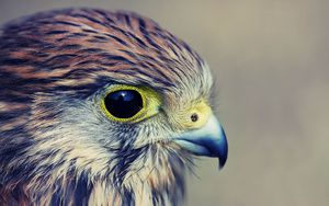 Preview wallpaper eagle, baby, hawk, head, beak, predator