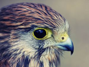 Preview wallpaper eagle, baby, hawk, head, beak, predator