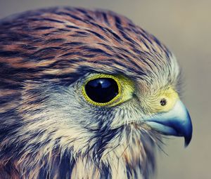 Preview wallpaper eagle, baby, hawk, head, beak, predator