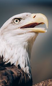 Preview wallpaper eagle, bald eagle, head, beak