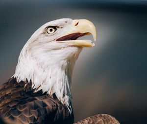 Preview wallpaper eagle, bald eagle, head, beak