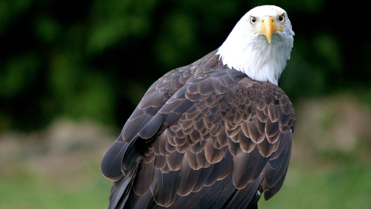 Wallpaper eagle, bald eagle, vulture, bird