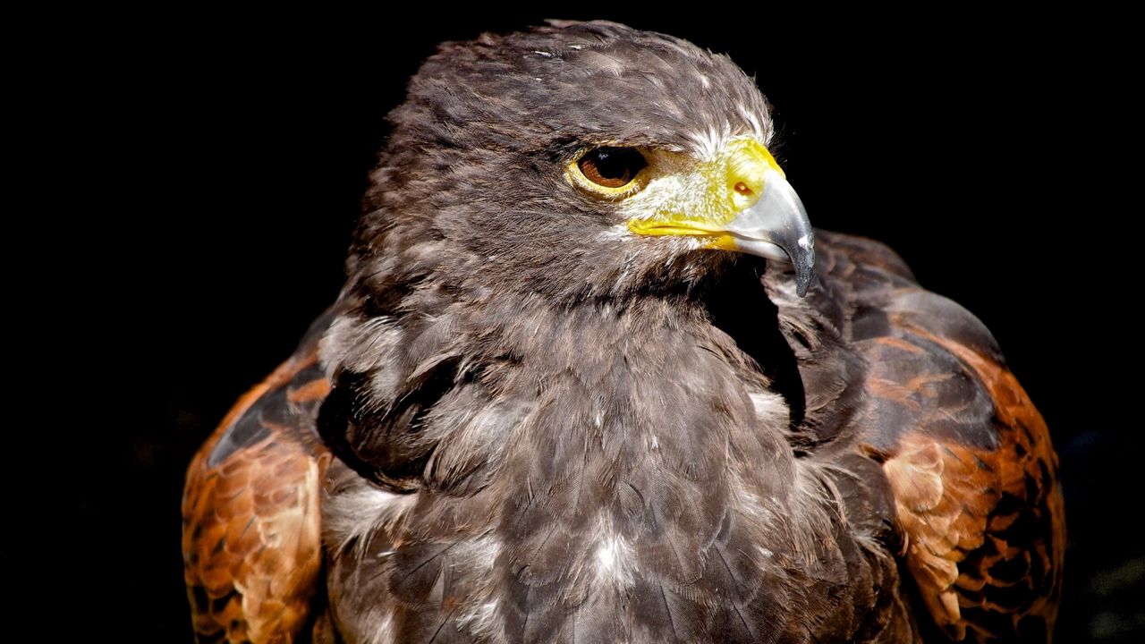 Wallpaper eagle, beak, bird, predator