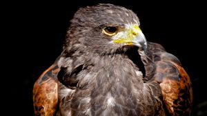 Preview wallpaper eagle, beak, bird, predator