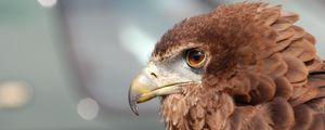 Preview wallpaper eagle, beak, bird, feathers, predator