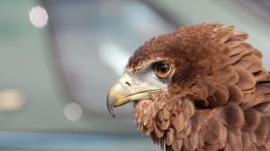 Preview wallpaper eagle, beak, bird, feathers, predator