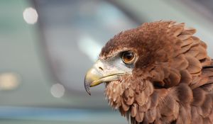Preview wallpaper eagle, beak, bird, feathers, predator